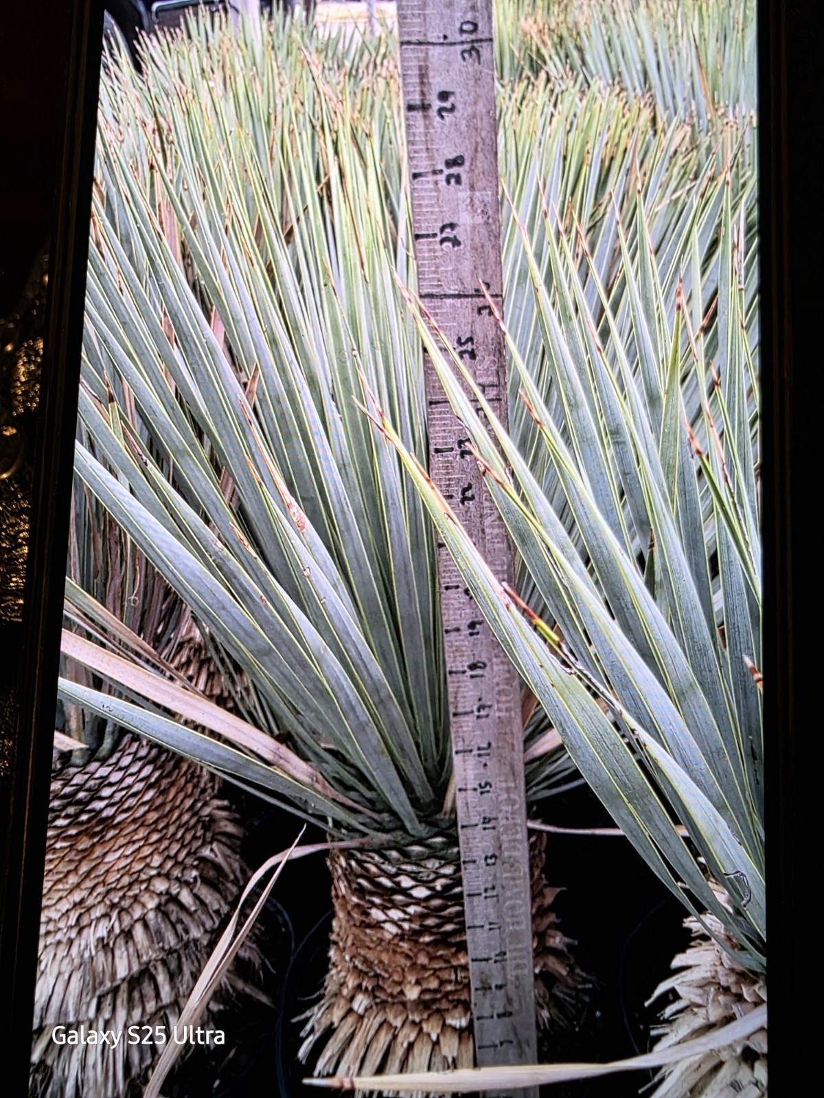 Yucca Rostrata 25 To 30″ Tall Cold Hardy Drought Tolerant Full Sun Nice!!