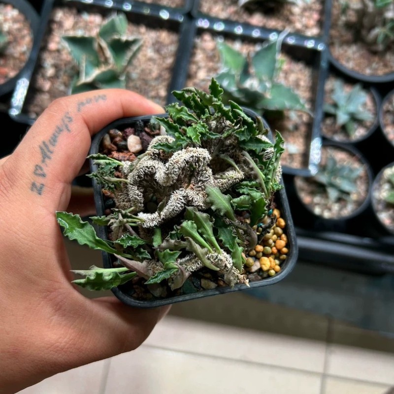 8CM Succulent Cactus Plant Euphorbia Cylindrifolia Cristata Cactaceae Beautiful