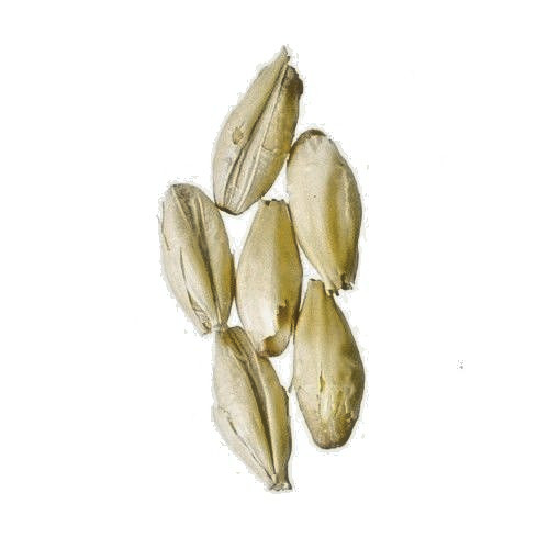10 Lb Pilsner Malt – Viking Lager Pale – Homebrew Beer Base Grain 1.7-2.2 °L
