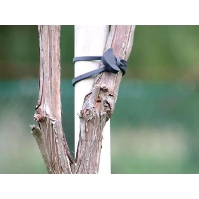 RUBBER PLANT TIE ANCHORS – 50 COUNT STRETCHABLE 5cm VINEYARD ORCHARD SUPPLIES