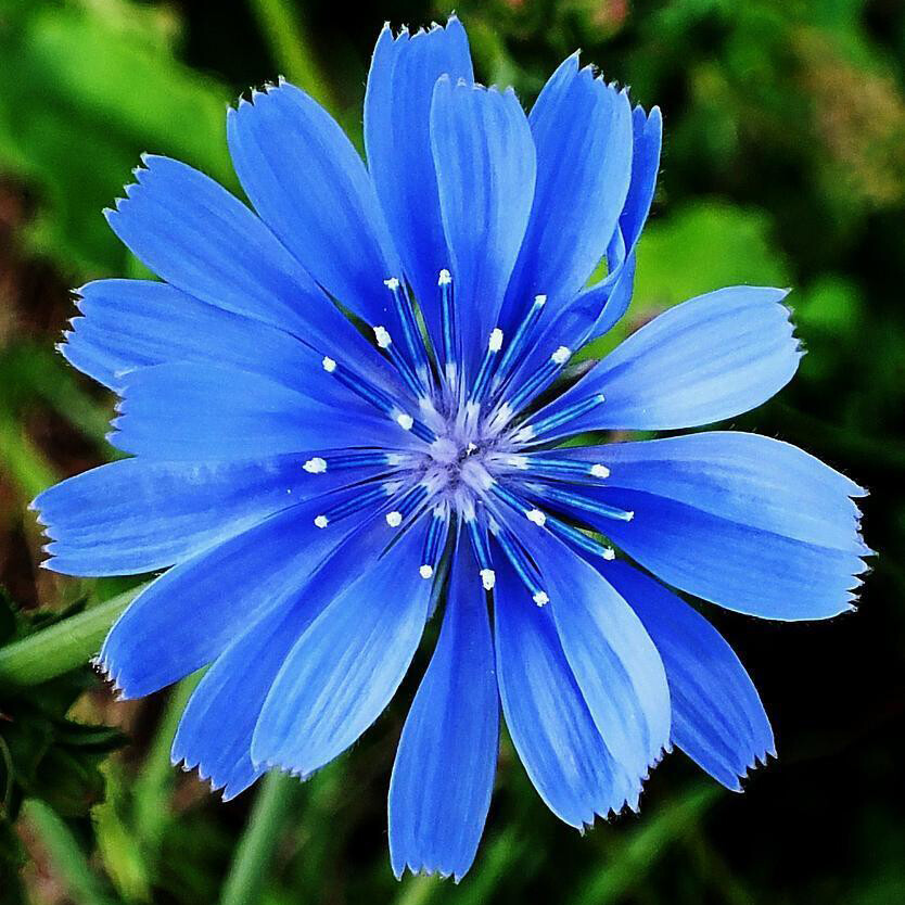 Chicory Seeds | Non-GMO | Free Shipping | Flower Seeds | Seed Store | 1248
