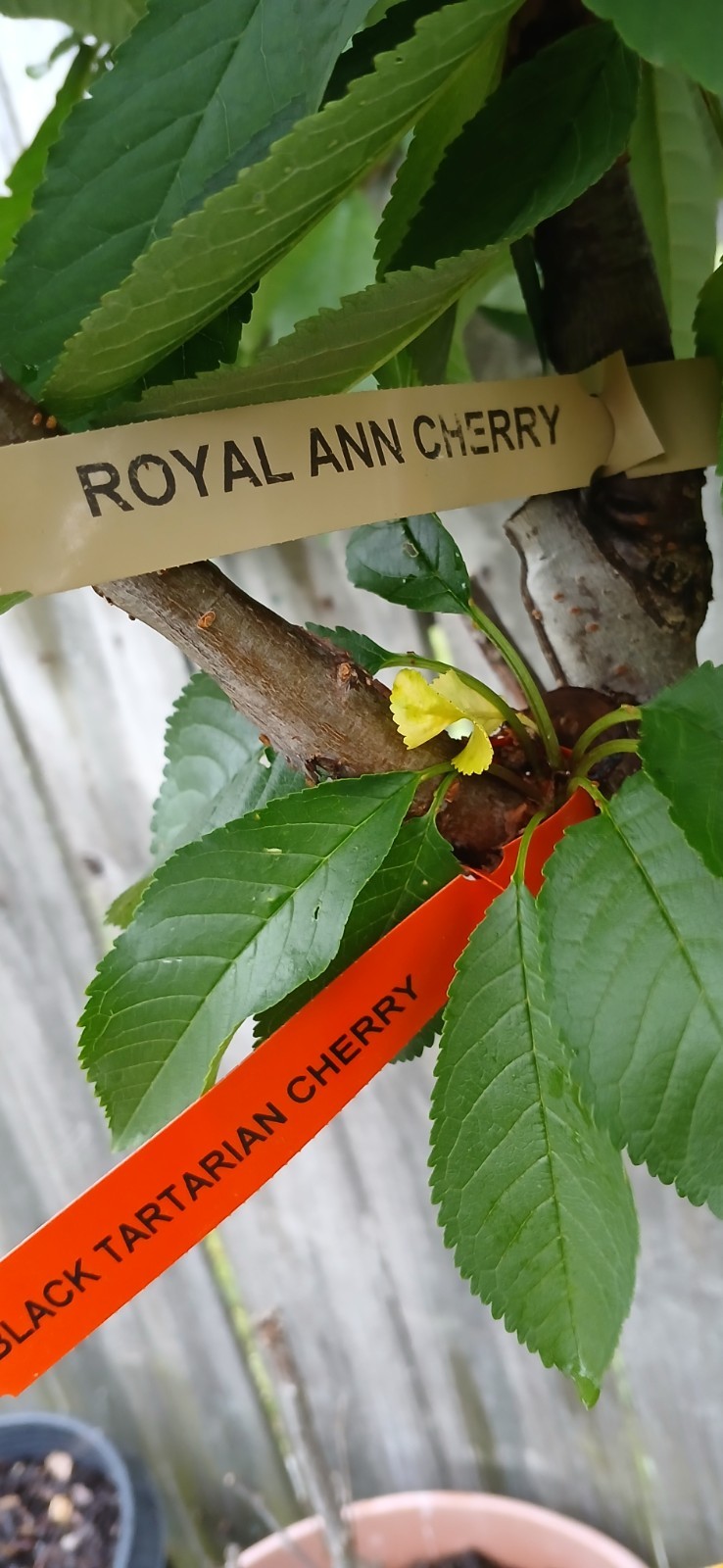 3 years Old Multi Grafted Organic Cherry Tree