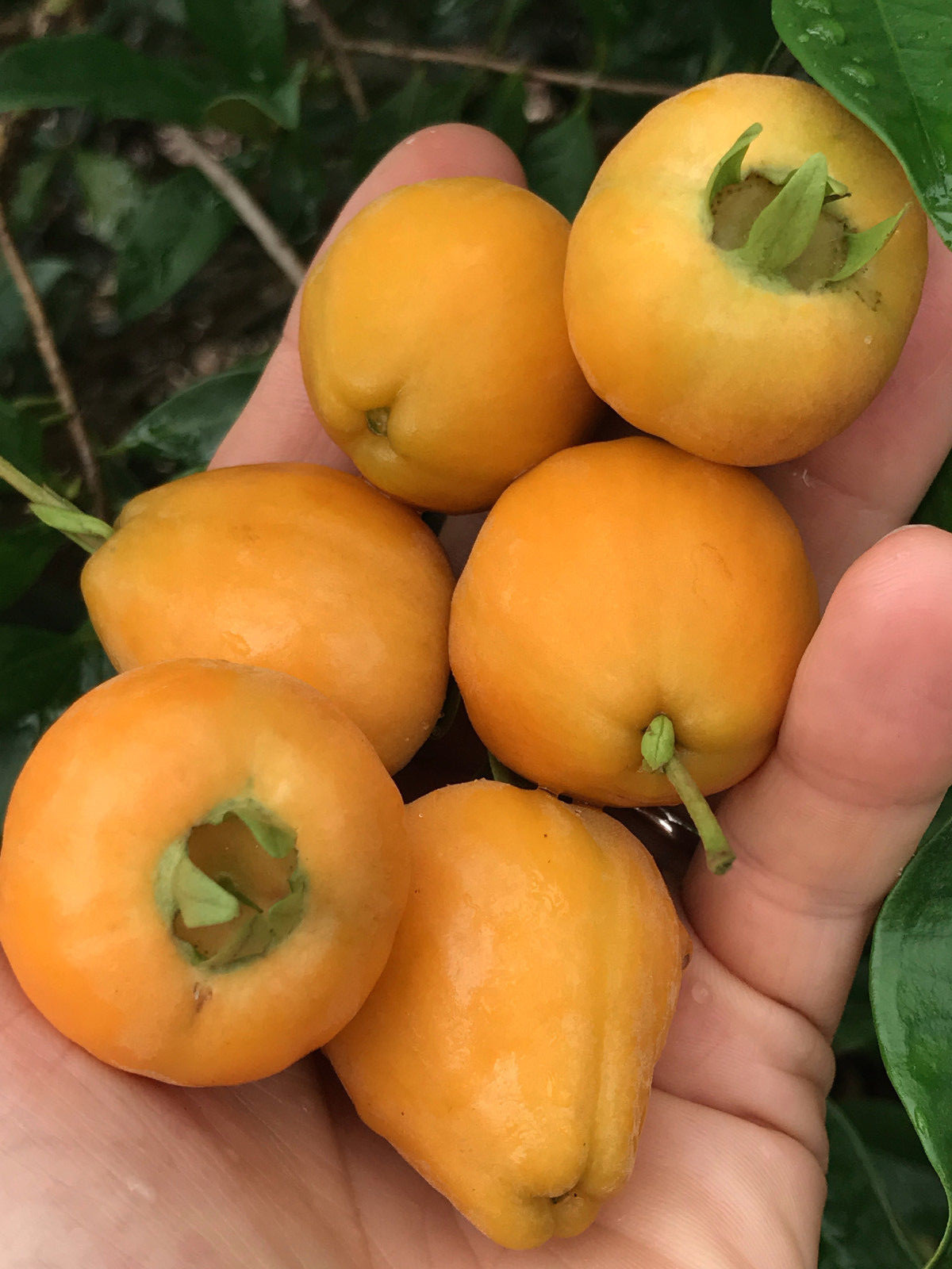 Eugenia Luschnathiana PITOMBA Potted PLANT Fruit Starter Pot Tree 4-6″