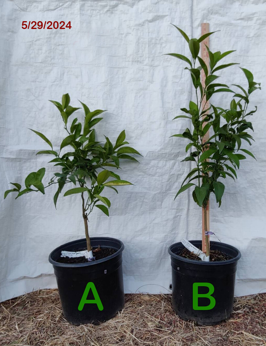 1 (One) Live Plant of “GOLD NUGGET” – MANDARIN ORANGE about 20-30″ in 5 Gallon