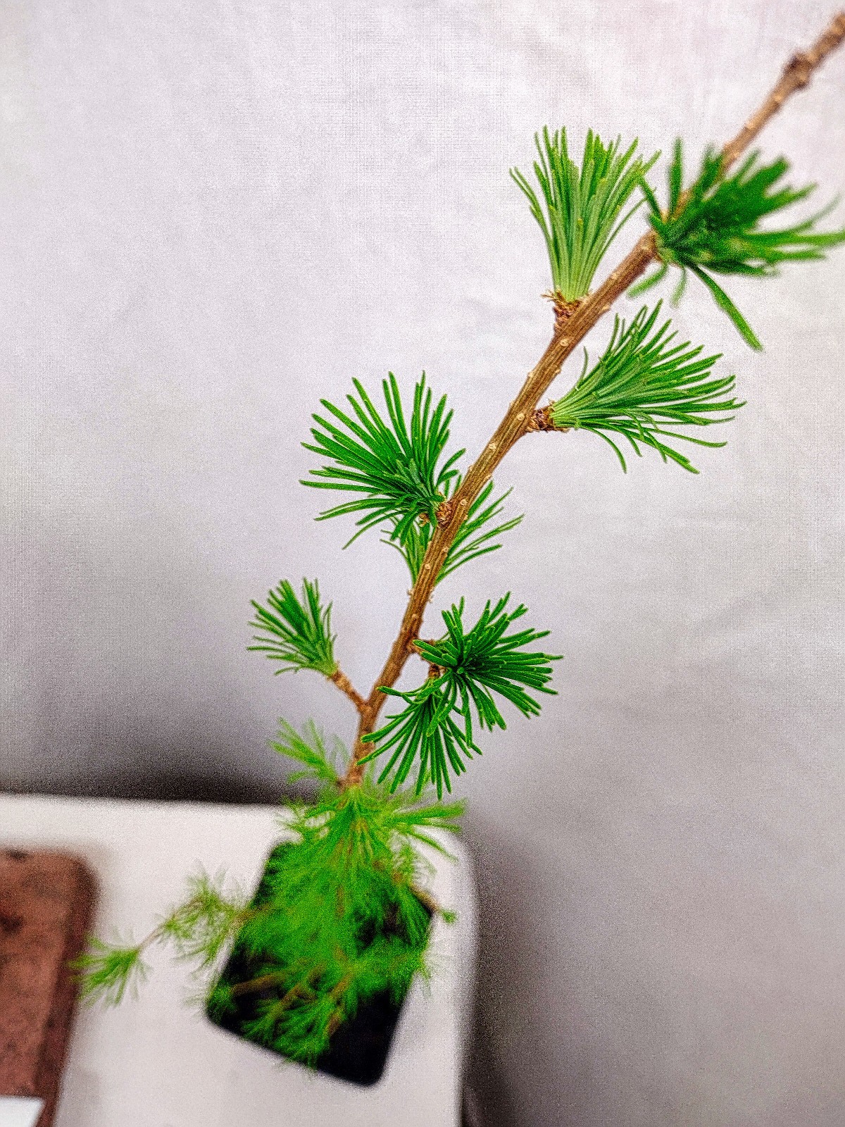 Japanese Larch 1 Year old Potted Tree. Pre Bonsai or Landscape. Larix Kaempferi.