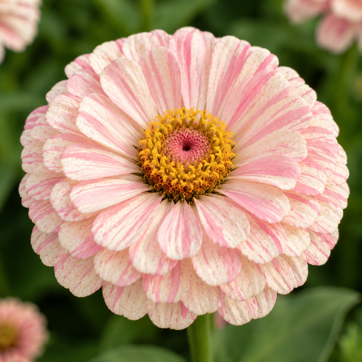 Bon Bon Mix Zinnia Seeds Candy Striped Heirloom Cut Flower Annual