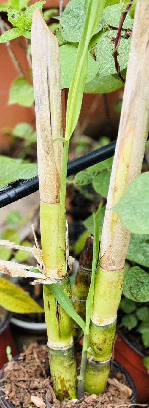5 PCS ROOTED GREEN SUGARCANE CUTTING SWEET JUICY LIVE PLANT READY TO PLANT