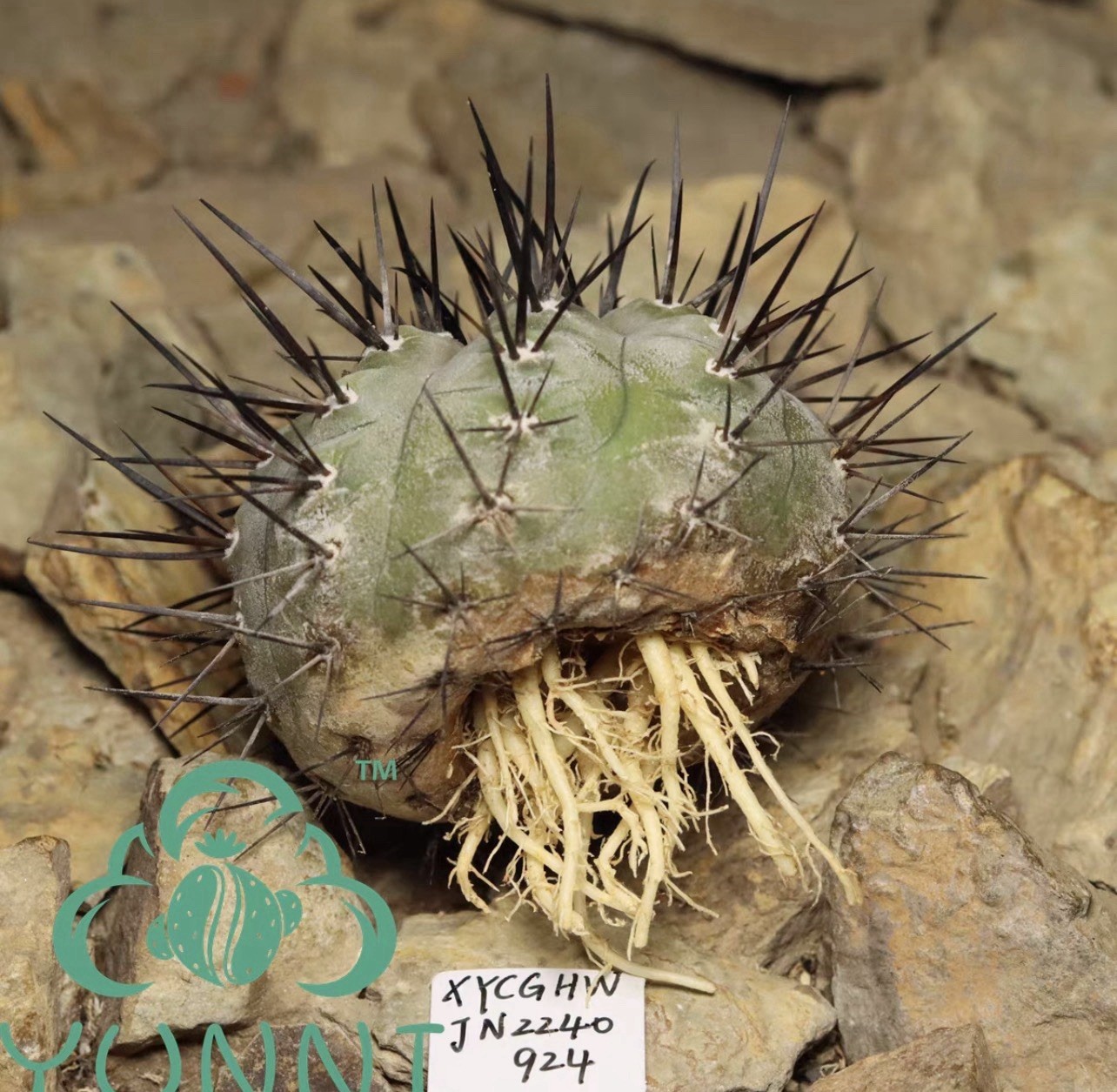 1pc Self‑rooted Copiapoa Black King Ball choose one out of two#924#1041 6cm6.6cm