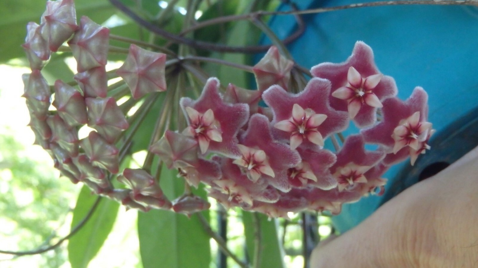Hoya pubicalyx 1 Year Old plant well rooted, sent in container