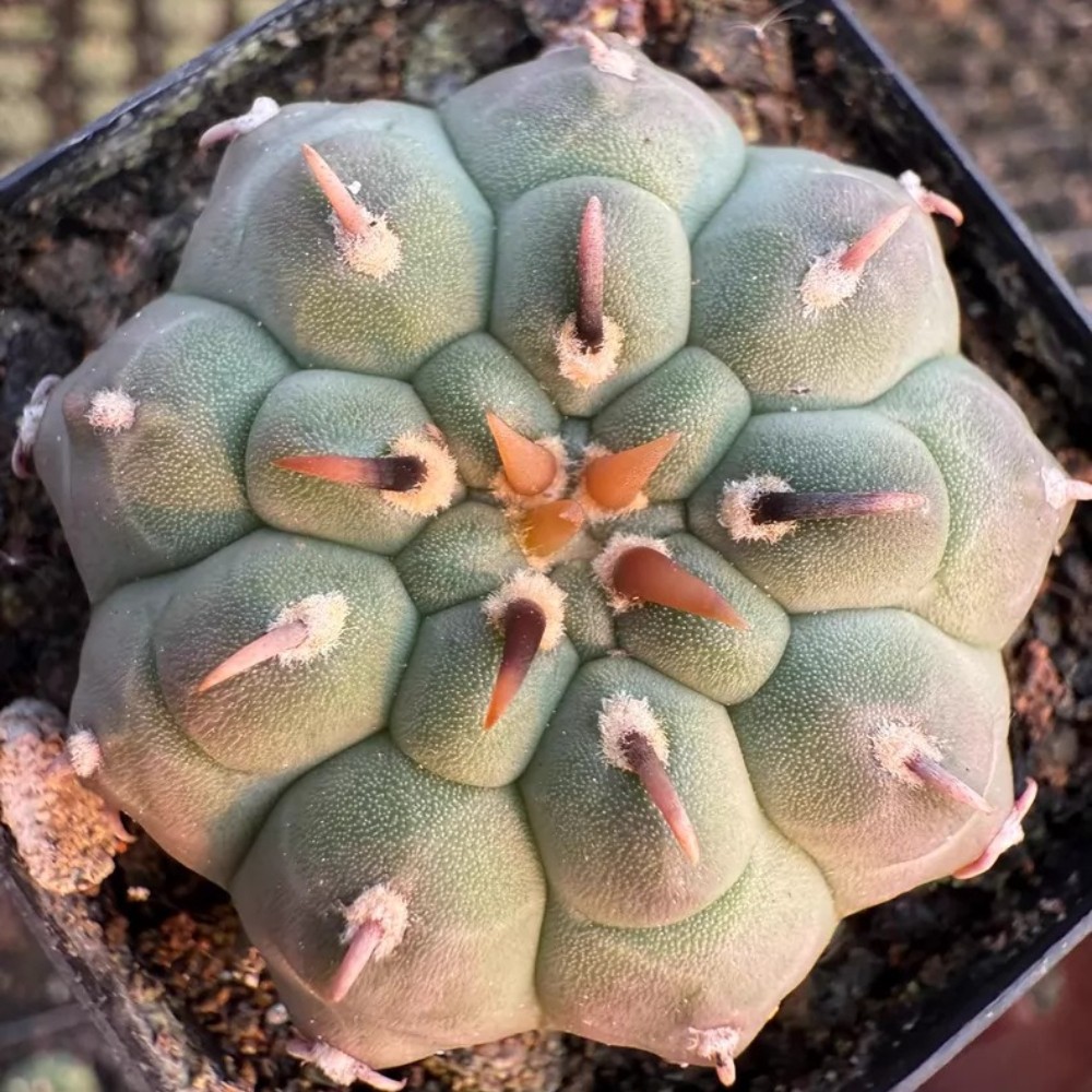1PCS 4-5cm Seedgrowth Rare Cactis Live Gymnocalycium Vatteri Anshi Zougemaru