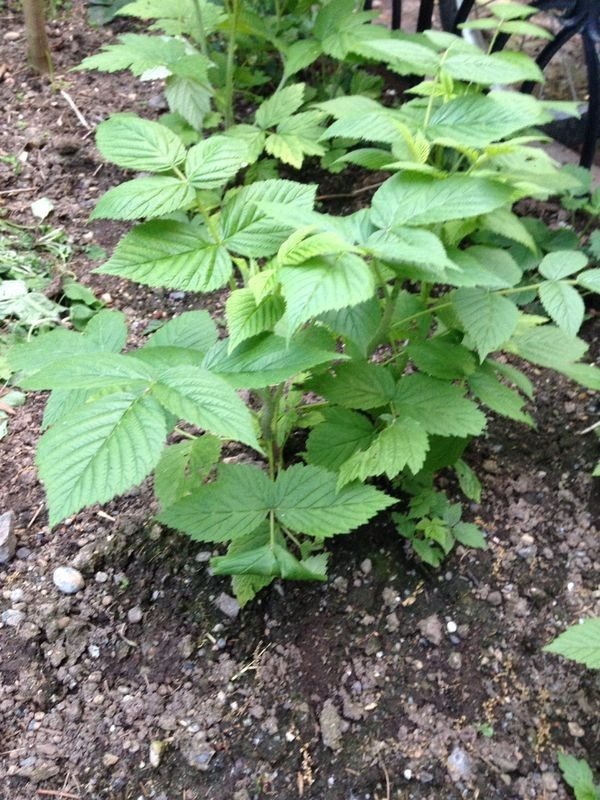 3 Black Raspberry Plants “Jewel” (3 Large 1 Year Old Plug Plants) Zones: 5-9