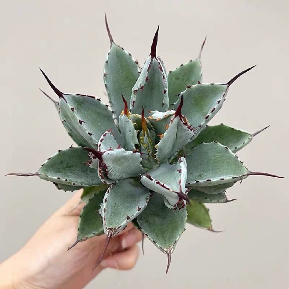 8CM Succulent Agave Plant Agave Potatorum Cv.’Cubic’ Agavaceae Home Garden Plant