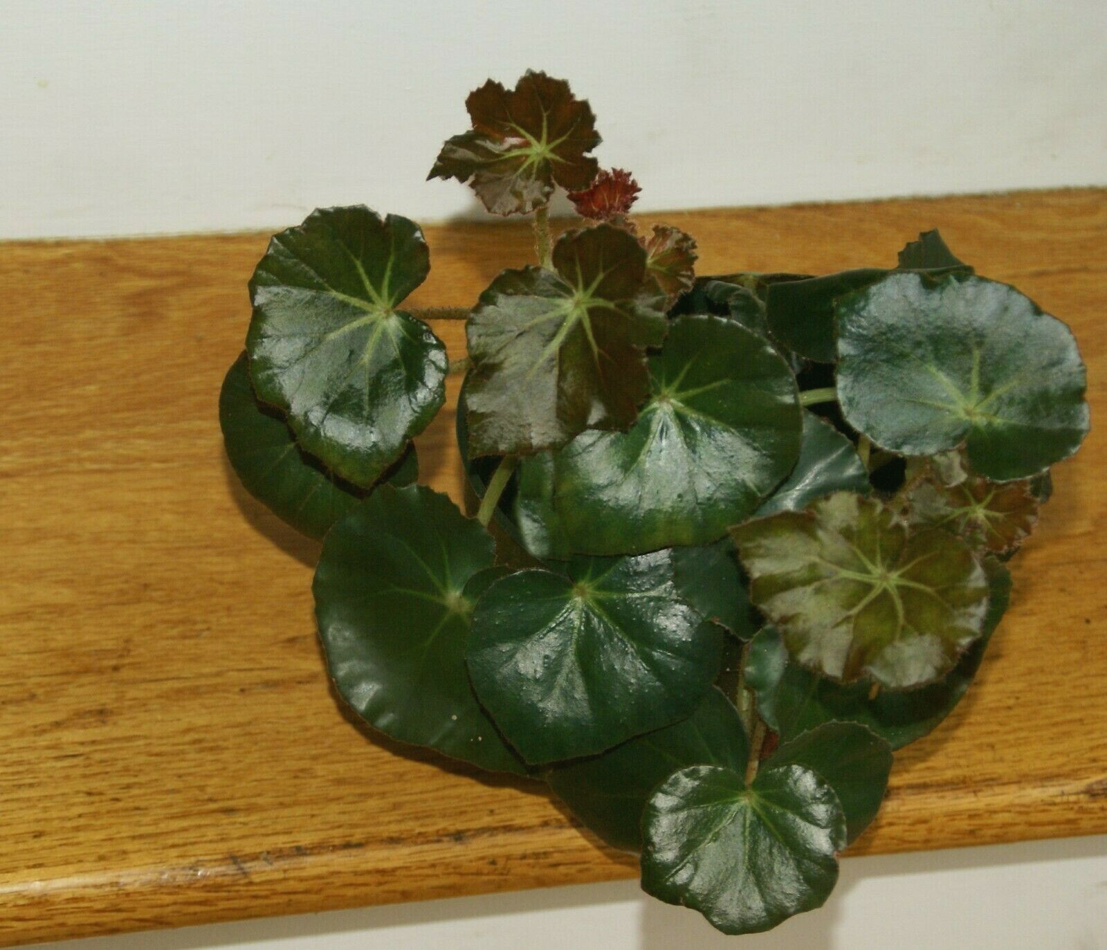Begonia Erythrophylla (Beefsteak Begonia) has shiny leaves
