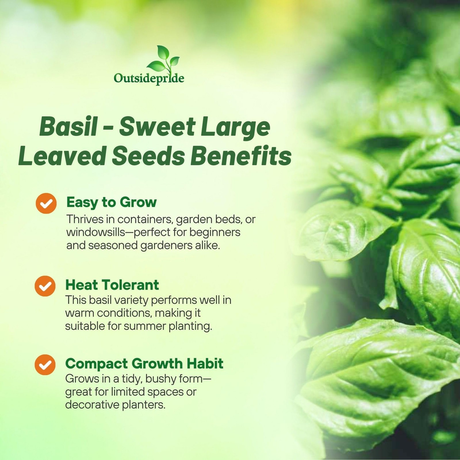 1 LB Basil Seed – Large Leaf Sweet Basil Herb Seeds