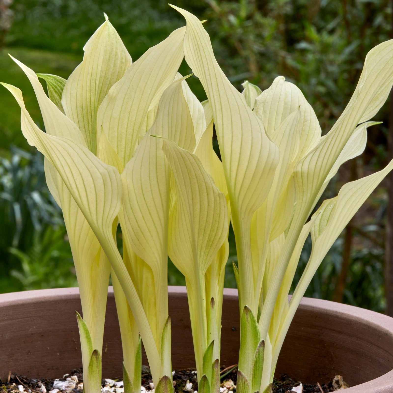 Hosta White Feather 3 Plant Roots, Bright Foliage in Shade Summer Blooms