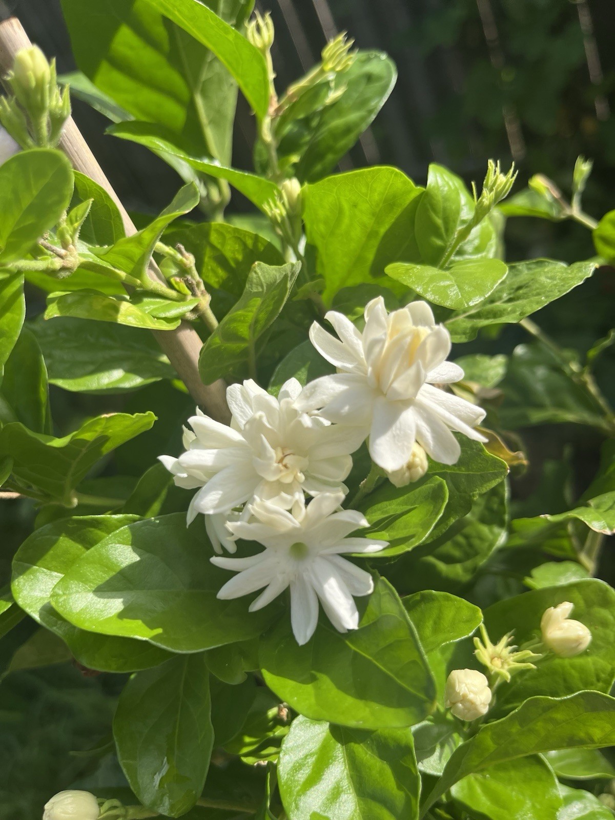 3 Years Old big Size Double Petals Jasmine Fragrant In 3 Gallons Pot 24 In Tall