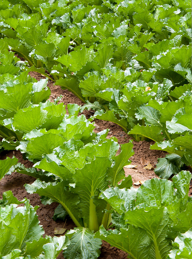 Michihili, Chinese Cabbage Seeds, NON-GMO, Variety Sizes, FREE SHIPPING