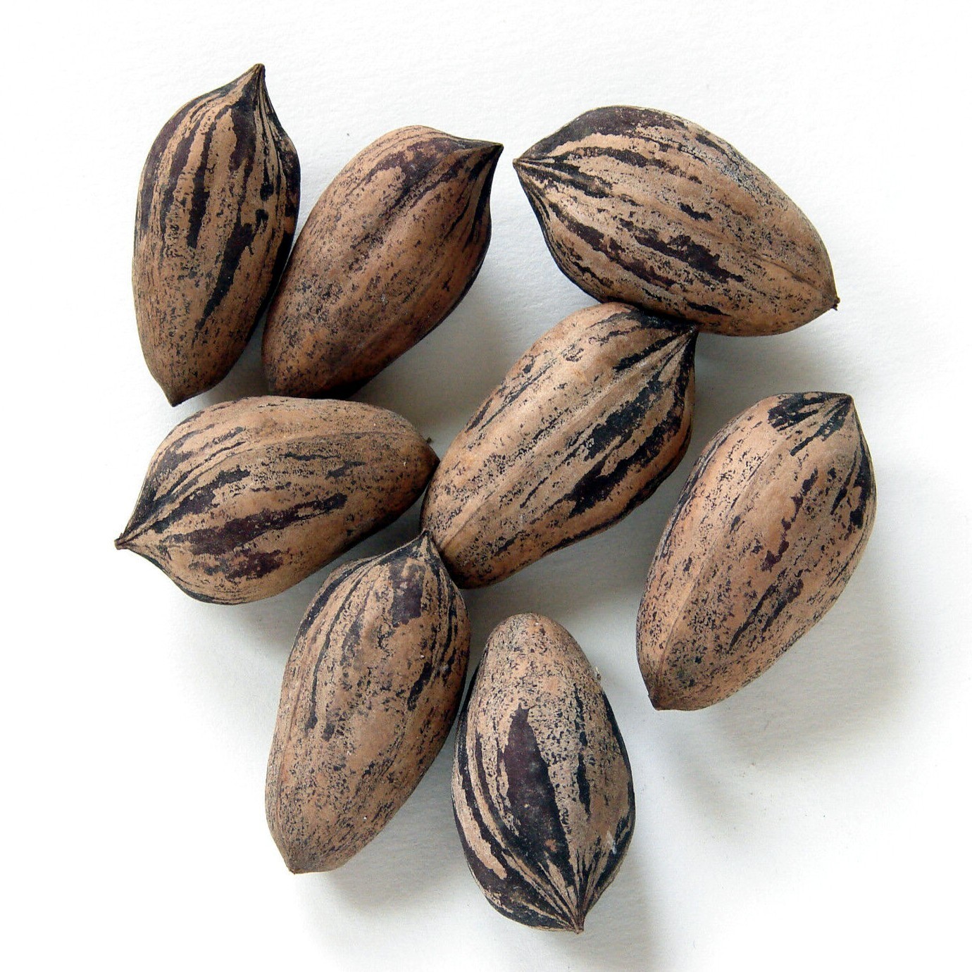 Northern Sweet Pecan Tree Seeds/Nuts (Carya illinoinensis) Hardy-Zone 5 Edible