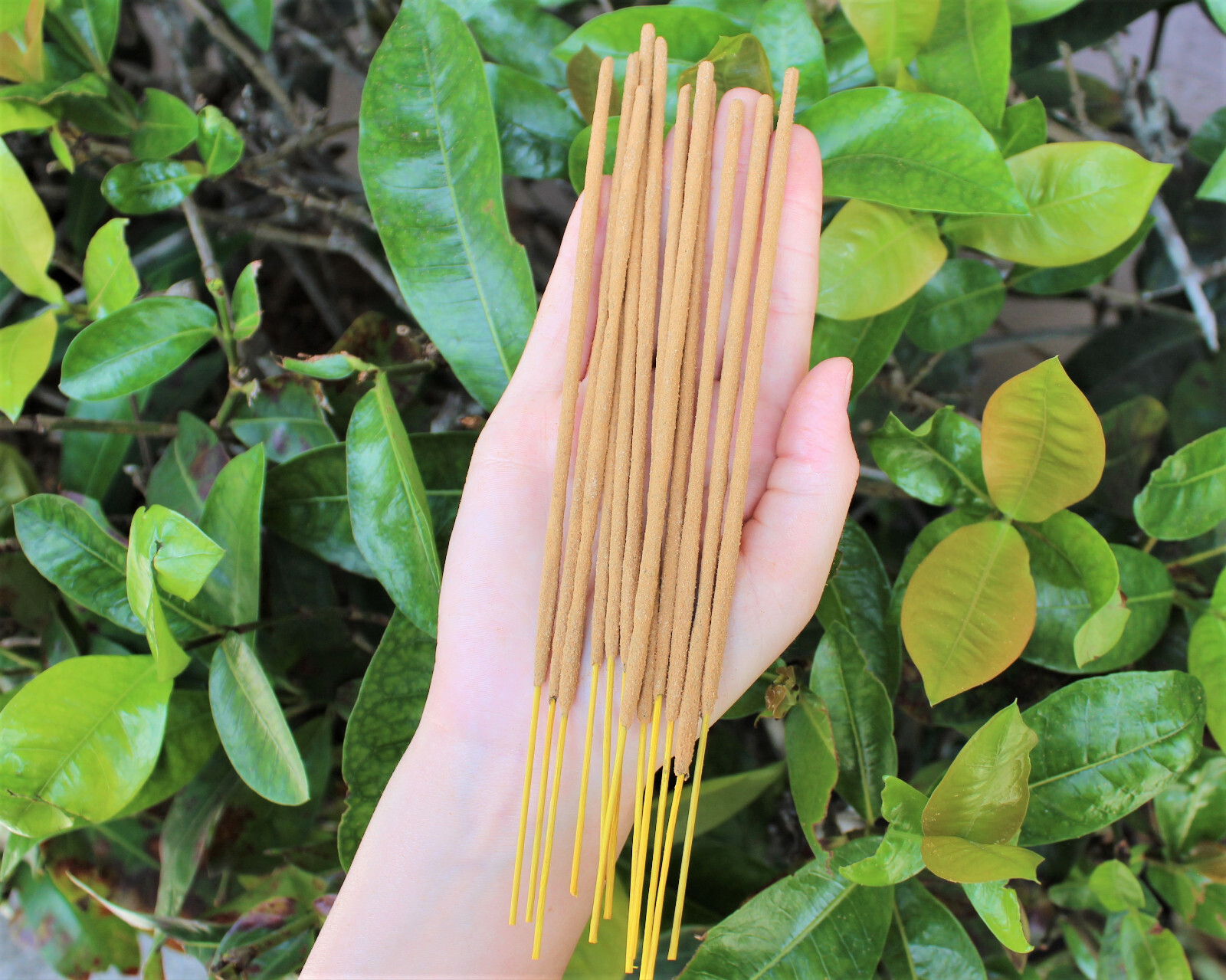 Satya Nag Champa Incense Sticks 15 gm: Mix & Match BUY 3 GET 3 FREE! (6 in Cart)