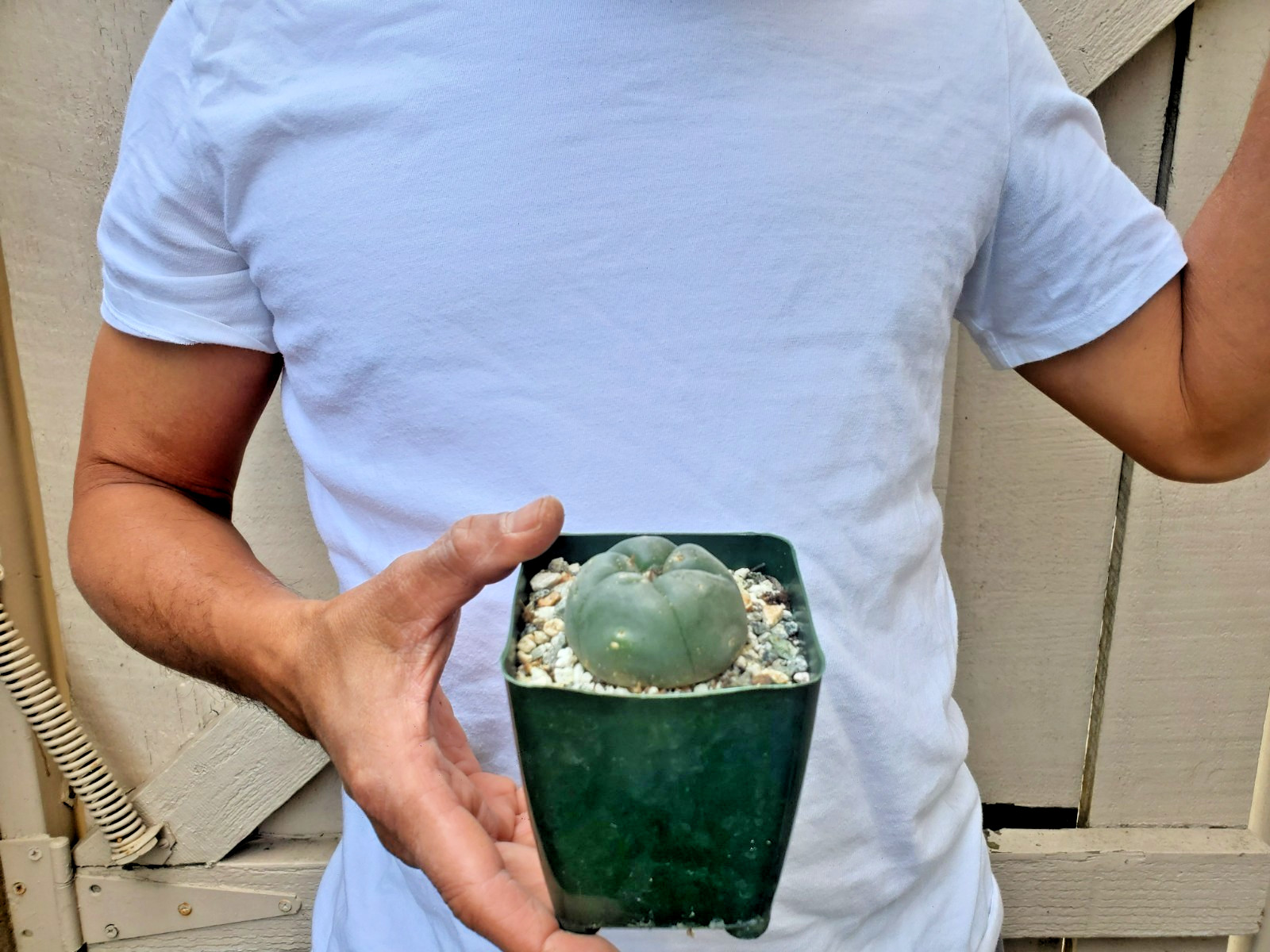 Unknown Cactus -G