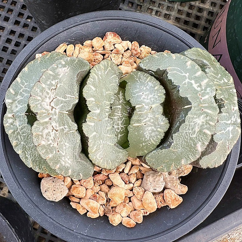 5CM Succulent Plant Haworthia Truncata Mammoth Liliaceae Home Garden Beautiful