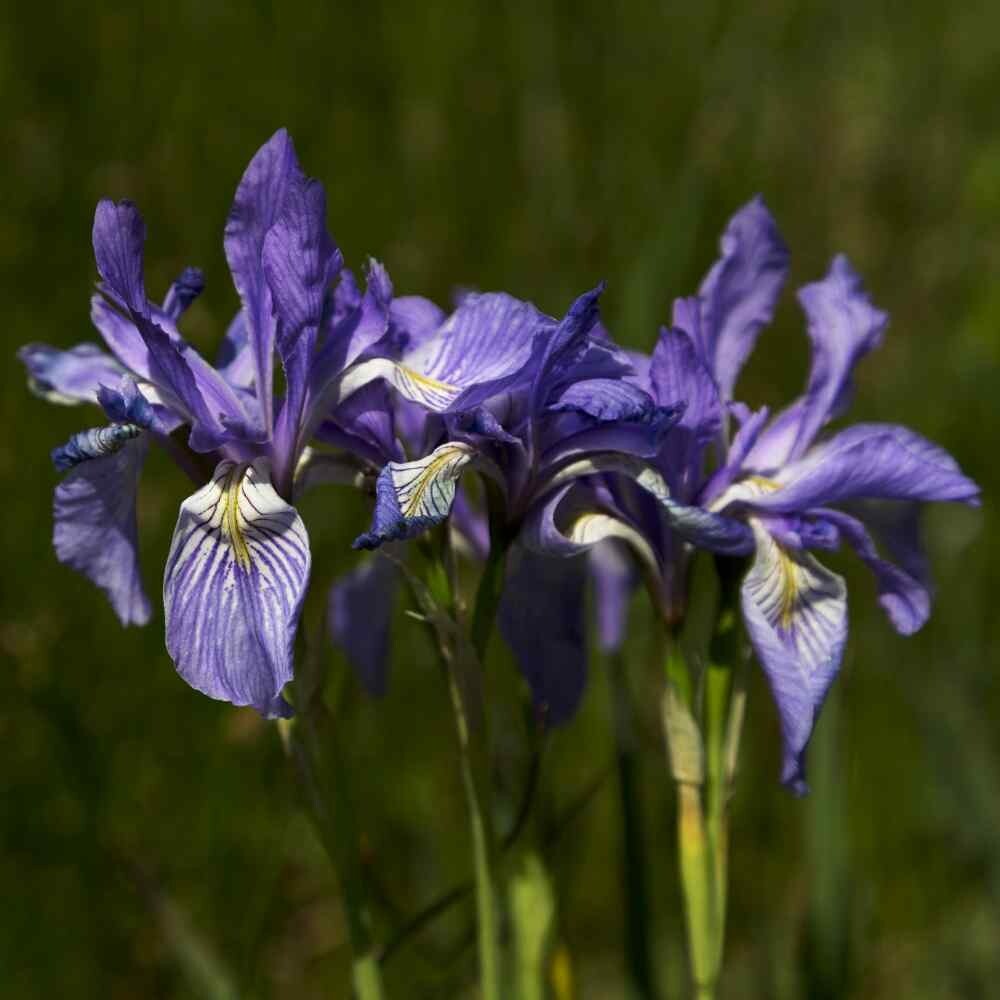 50 Mixed Colors Iris Seeds Much Less Money Than Bulbs