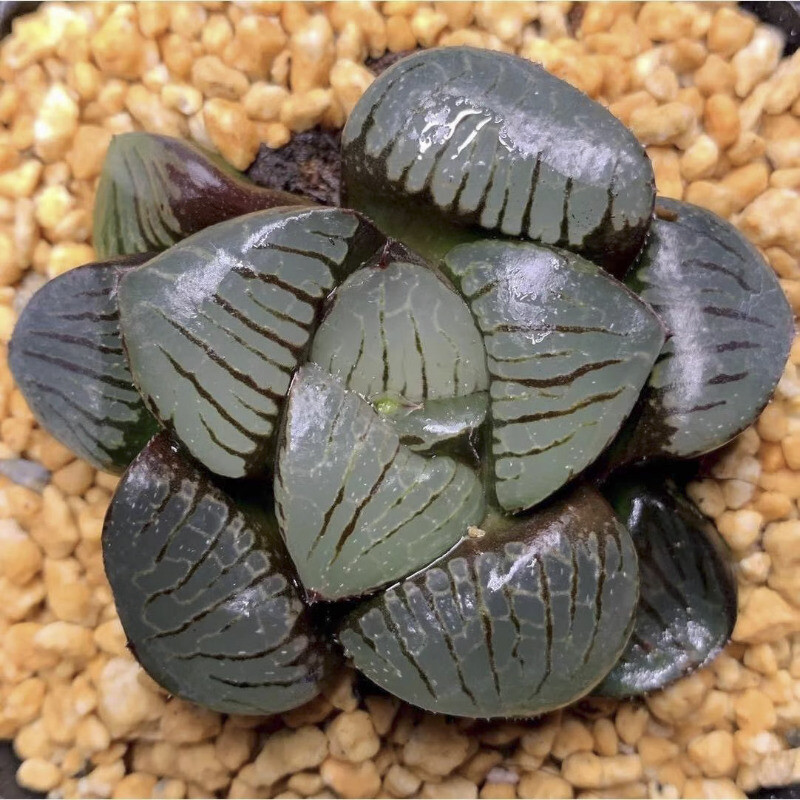 5CM Succulent Plant Haworthia Comptioniana Sun Moon Lake Liliaceae Home Garden