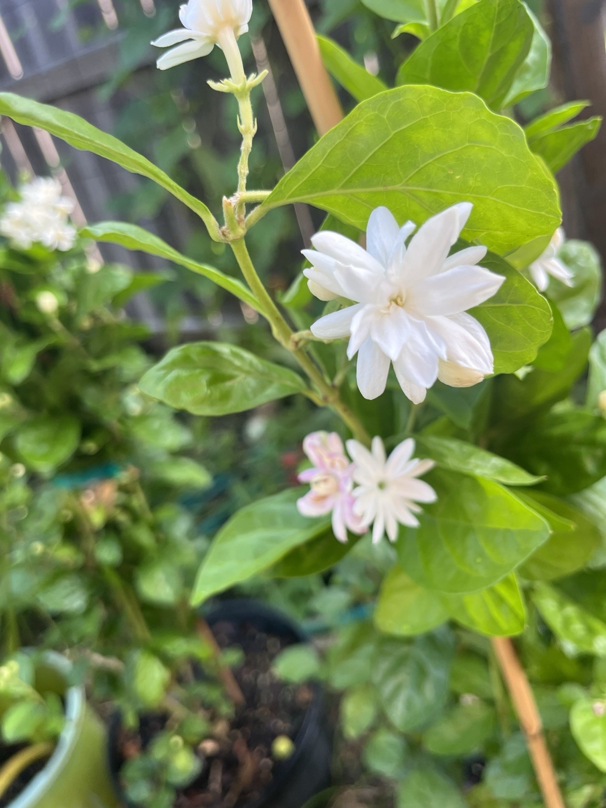 3 Years Old big Size Double Petals Jasmine Fragrant In 3 Gallons Pot 24 In Tall