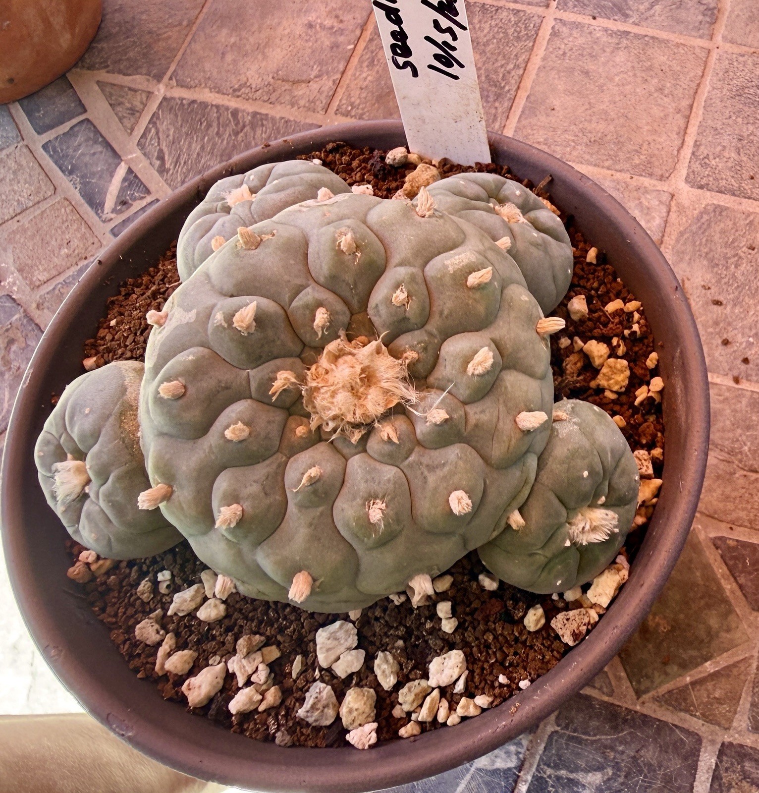 RareSucculent 15 Years Seeding Plant 5” Dia. In 6” Pot..huge tapper Root[1]