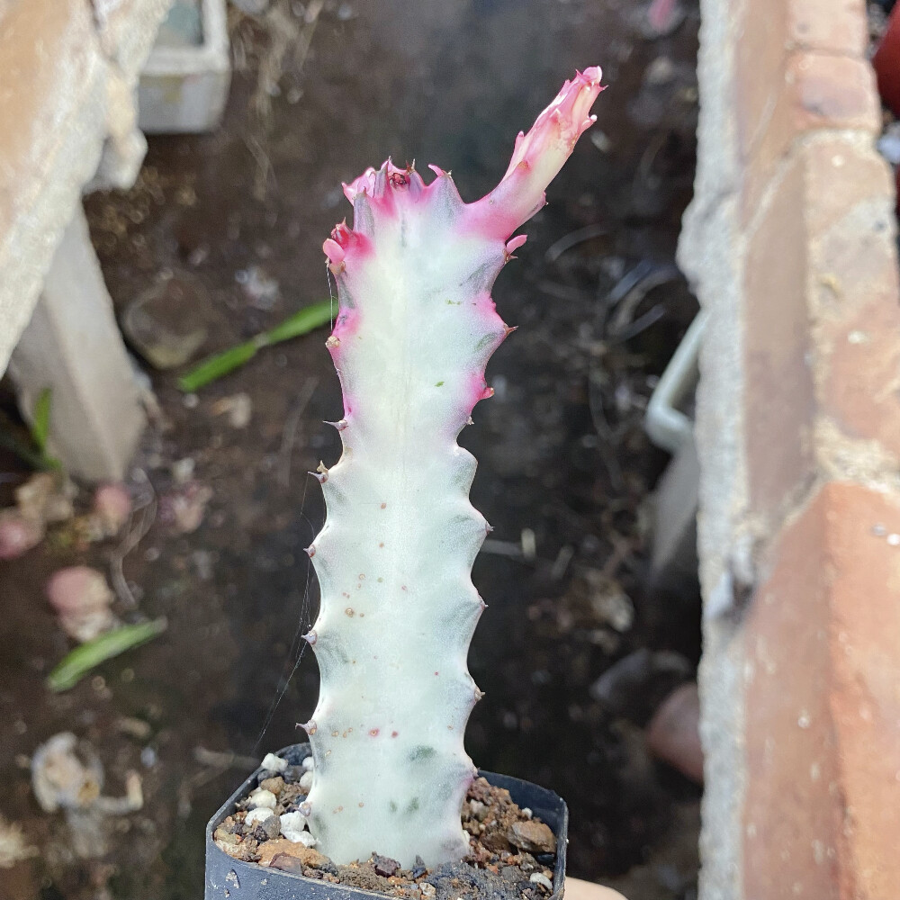 8CM Succulent Cactus Plant Euphorbia Trigona Rubra Red Variegata Cactaceae Plant