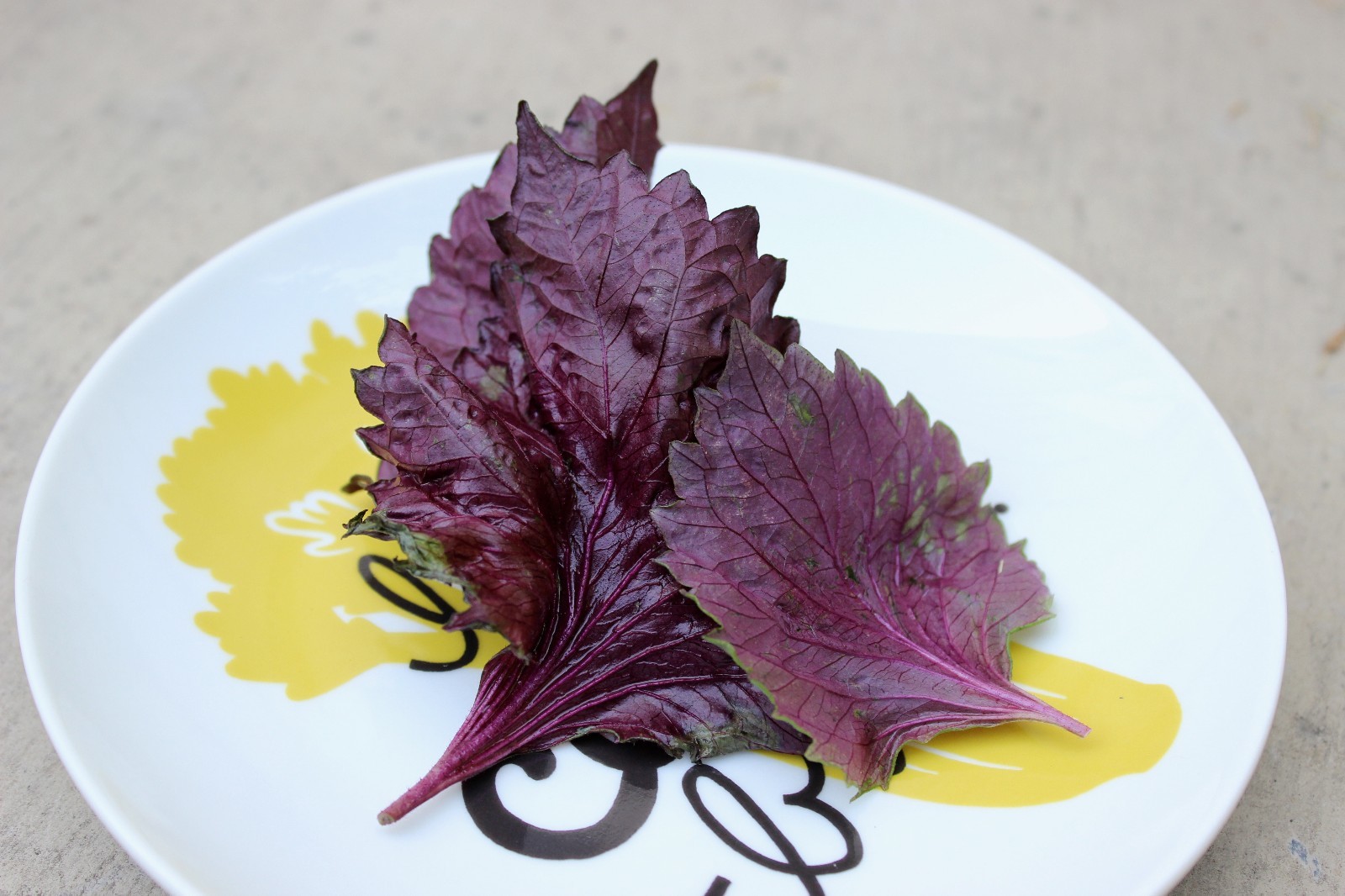 Purple Shiso Seeds, Perilla, Japanese Basil, Red Mint, NON-GMO, Variety Sizes