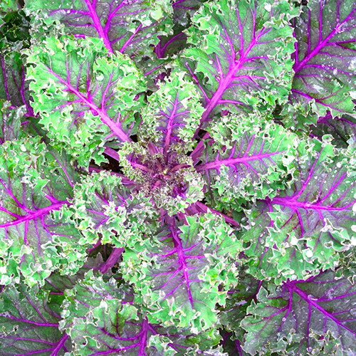 Red Russian Kale Seeds | Heirloom / Non-GMO | Free Shipping | Seed Store | 1099