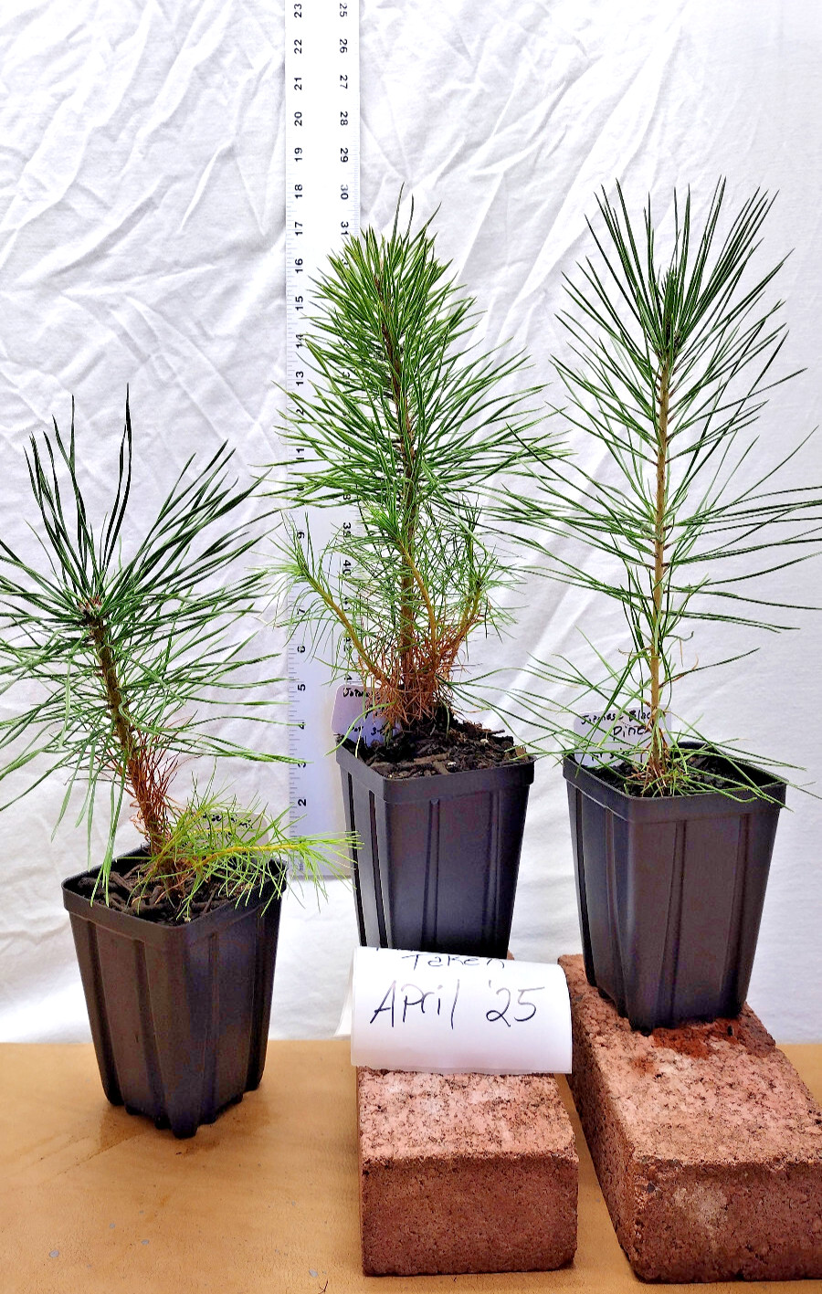 Japanese Black Pine 1 year old tree in nursery pot. Pinus thunbergii. Thunbergia