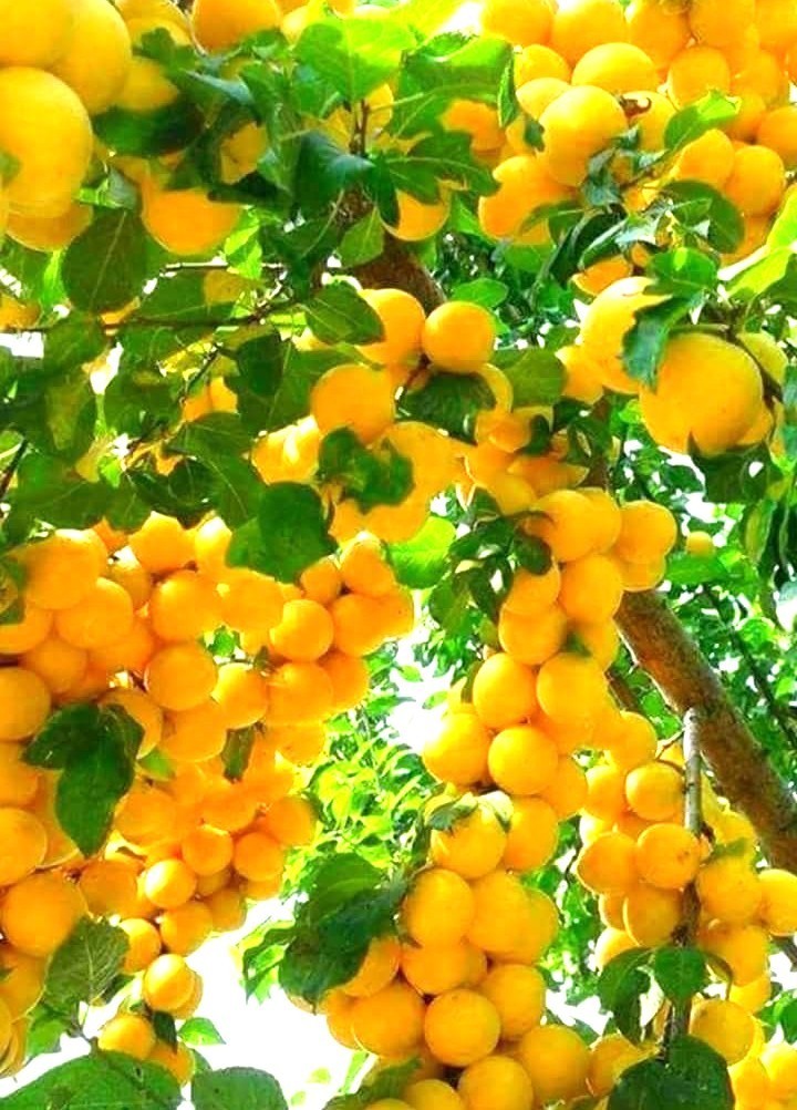 Peeled Gingko Nuts From Premium Gingko Biloba Fruit Ready to Cook 500g /1000g