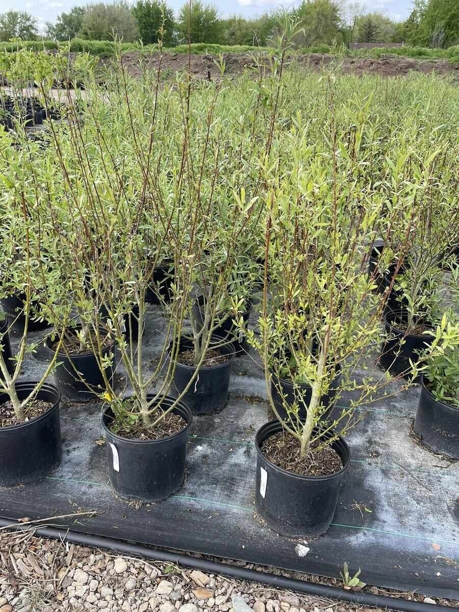 110 Austree Hybrid Willow Tree Cuttings 10″ Fast Growing Hedge BEST WILLOW DEAL