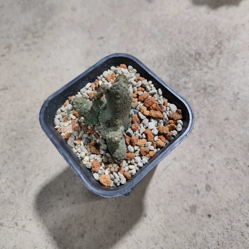 4-5CM Succulent Cactus Plant Pseudolithos Caput-Viperae（Multi-Heads）Apocynaceae.