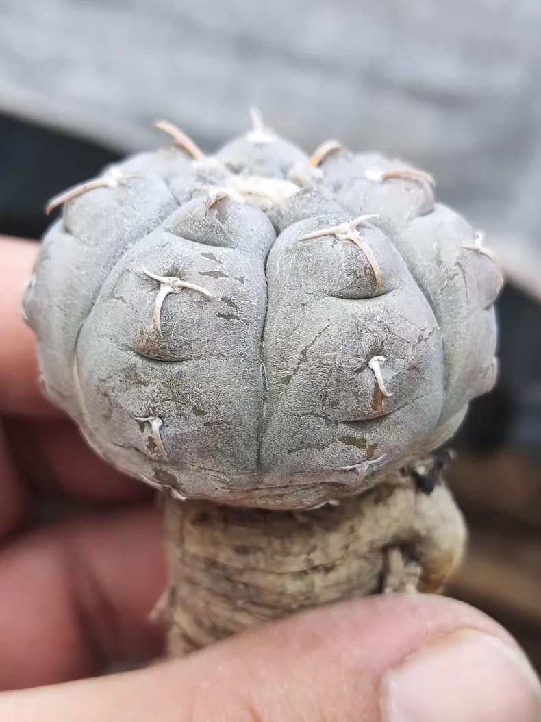 1Pieces 4-5cm Seedling Gymnocalycium Prochazkianum Beautiful Garden Cactis Plant