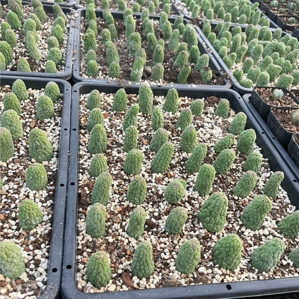 5-6cm 5PCS Cactis Larryleachia cactiformis Cactis Garden