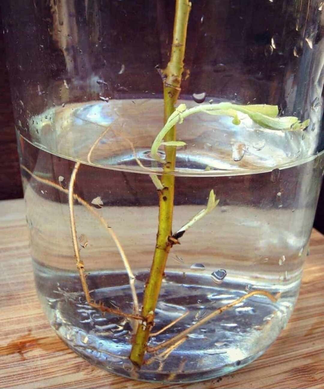 110 Austree Hybrid Willow Tree Cuttings 10″ Fast Growing Hedge BEST WILLOW DEAL
