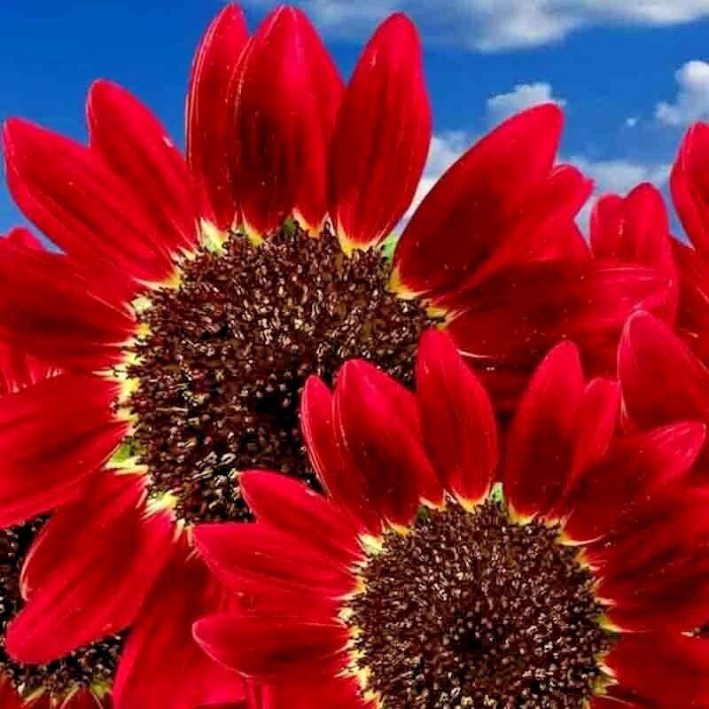 75+ RED SUN RARE SUNFLOWER SEEDS FLOWERS BEAUTIFUL TALL CUT NON-GMO HEIRLOOM USA