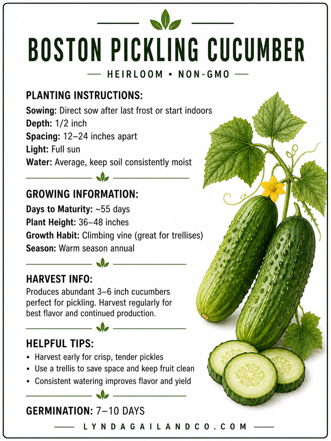 Boston Pickling Cucumber Seeds Heirloom Non-GMO 3-6 Inch Fast Growing