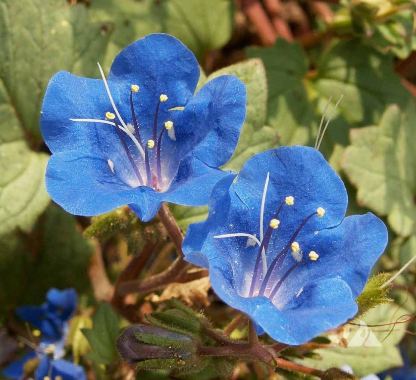 Wildflower Mix DRY AREA MIX w/Perennials Full Sun Pollinators Non-GMO 1000 Seeds