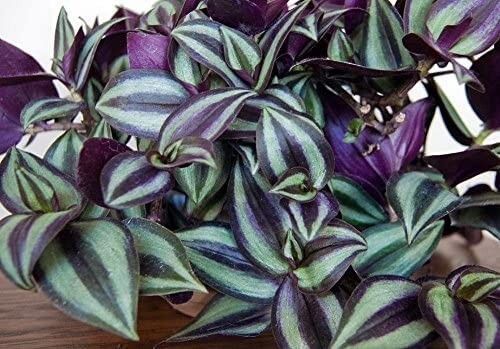 10 Wandering Jew Tradescantia Zebrina Plant Cuttings Purple plant
