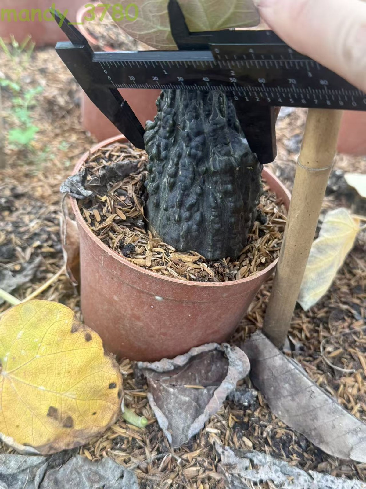 RarePlant Cacti Adenia stylosa redleaf Boutique Garden seedgrowth 4-5CM