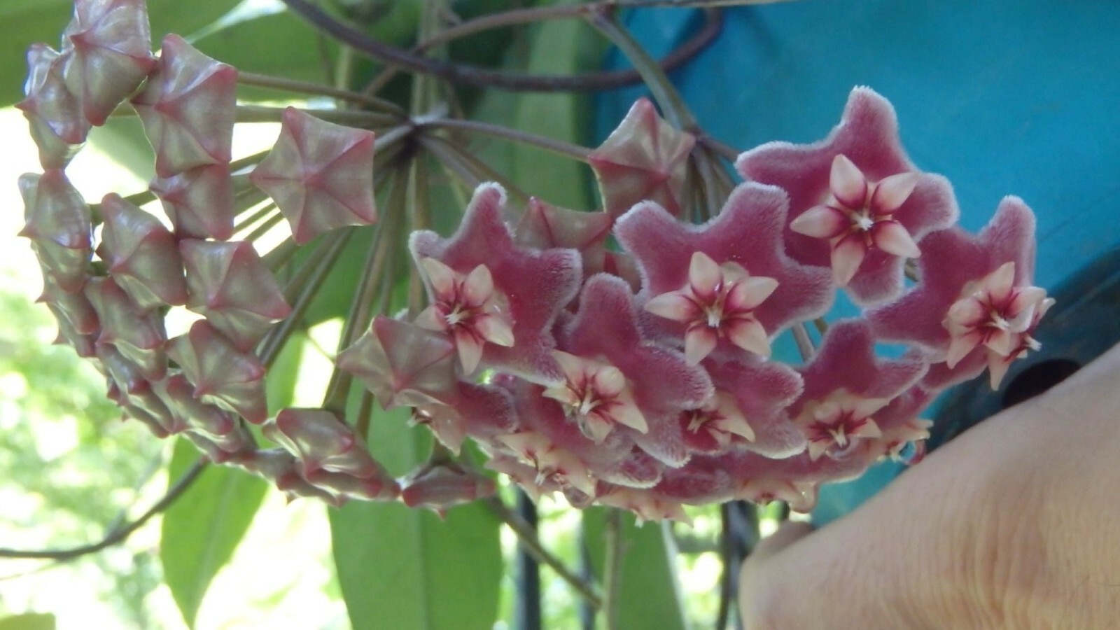 Hoya pubicalyx 1 Year Old plant well rooted, sent in container