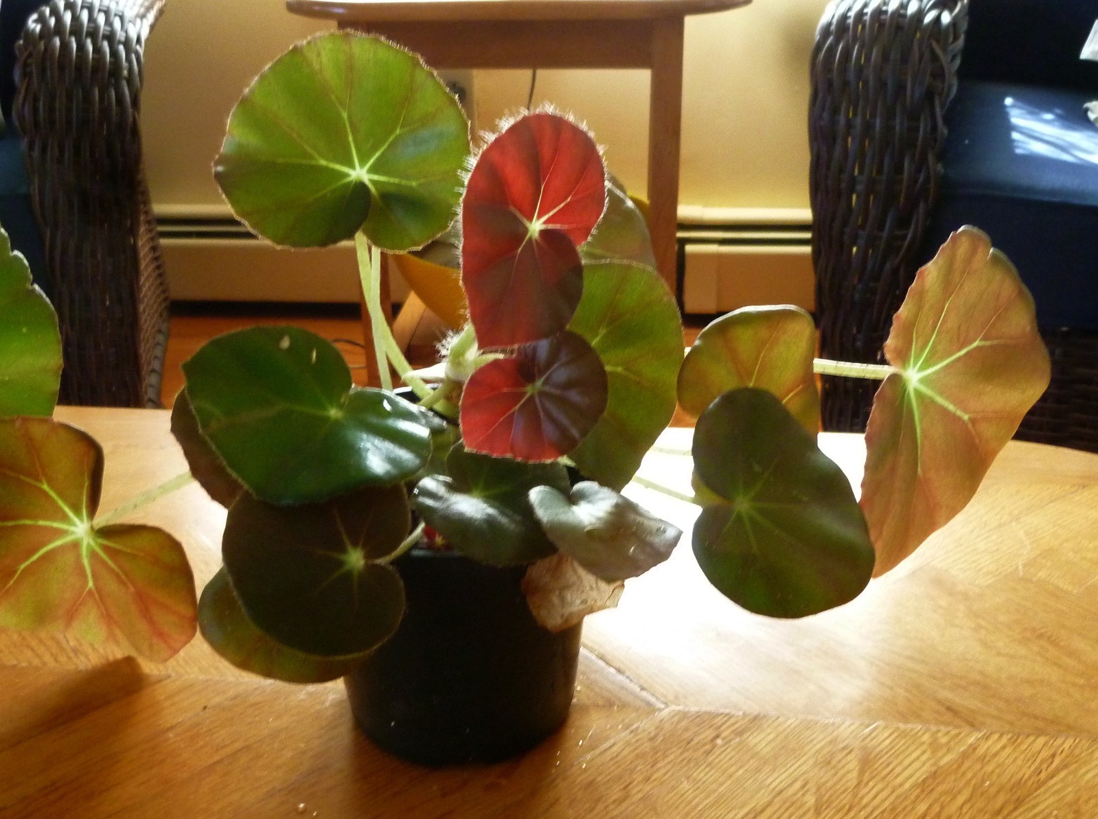 Begonia Erythrophylla (Beefsteak Begonia) has shiny leaves