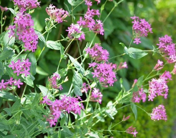 Silene armeria | None-so-Pretty | Sweet William Catchfly | 1000 Seeds