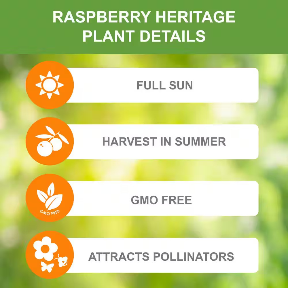 Raspberry Heritage 1 Year Live Bare Root Plant (Bag of 1)
