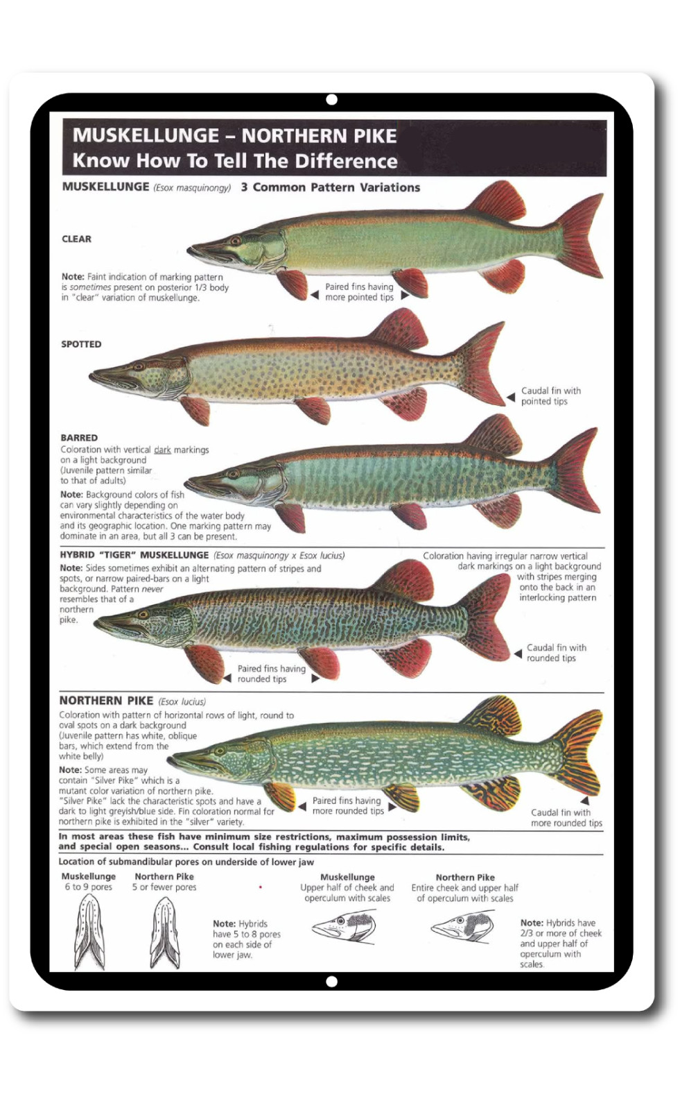 Tin Signs Vintage Style Fishing Art Freshwater Musky Pike Chart Cabin Picture