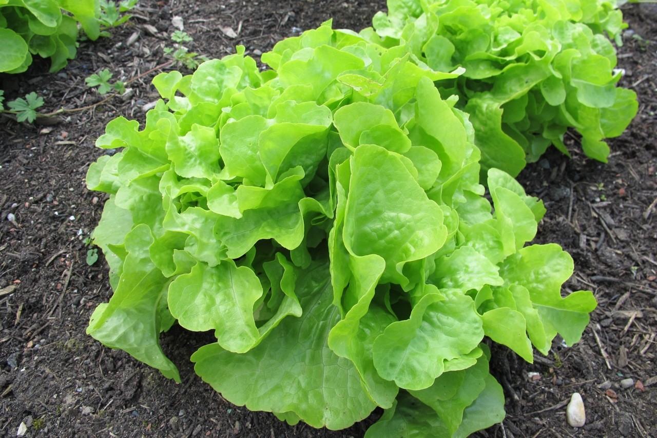 Oakleaf Lettuce Seeds, Green, NON-GMO, Heirloom, Variety Sizes, FREE SHIPPING